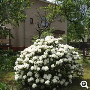 Rhododendronblühte im Frühjahr.